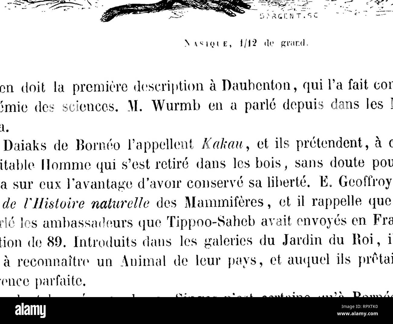 . Histoire naturelle des mammifères, avec l'indication de leurs moeurs, et de leurs rapports avec les arts, le commerce et l'agriculture;. Mammals. 60 OKDHK DES P1WMATES. hollandais, ils n'existent pas même à Sumatra, où on les avait également signalés, et il n'est pas encore démontré, malgré ce que nous venons de rappeler en parlant des ambassa- deurs de Tippoo-Saheb, qu'il y en ait en Gochincbine ni ailleurs sur le continent indien. La seconde espèce de Nasique, qu'on a indiquée dans plusieurs ouvrages anglais sous le nom de Nasalis incurvus, a été contestée par d'autres auteurs; il est admi Stock Photo