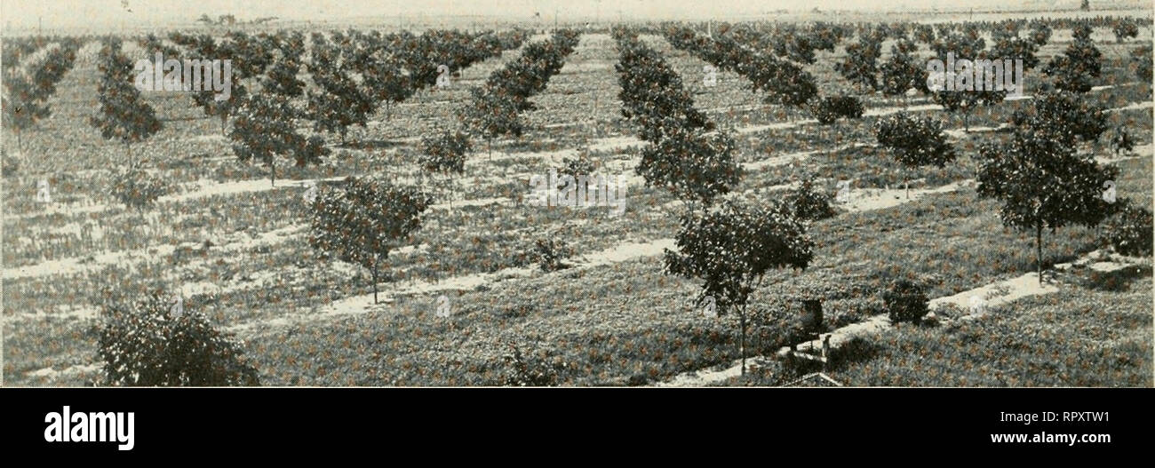 Alabama. Agriculture. Page Twenty-six ALABAMA. A Satsuma Orange 