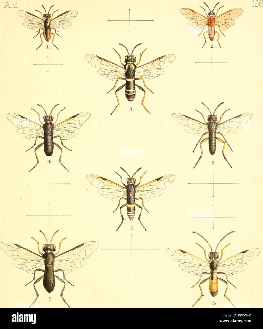 . Aid to the identification of insects. Insects. 1. Athalia mantima, Kvrh/^, Ervb. Munilu. Maq., XX, (18S^),-p215. 2. Hylotoraa fumipennis, Siniilv, Z^' Y(xr^h^anjdj'^Mit5s.}fymjerup818)p^8. 3. Aliantus simillimus, SrrvdJv, Z^ Yasrkound^ Mws. Hyrruero., (IS 7S),p. 19. 4. Allajitus t&amp;-pTmJYiA^s,Sr7wth,2'^ YctrkourulMiss .HyrnMrup87S),p .19. 5. Allart&quot;us ppovidus.cS'TTit^^ 2^^ Ycukanj(LJ/[i^s.HyTnjeru,(lS78),p . Id. 6. Allantus TmAACoQ-p,cSrfwt}v Z&quot;^YcurhccrulJ^uss .Hjrrieru.pS78),p. 18. 7. Macroptiya oy^osiiia.,Srni;ui,,2^.}cu'kanx^Miss.H^ . 19. 8. TerLthredo siirailata,Snuth,Z Stock Photo