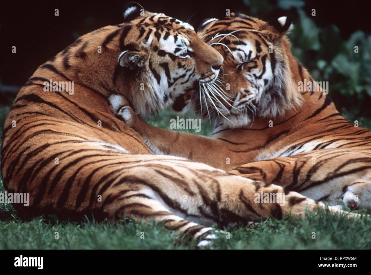 Das Sterben Der Tiger Die Dokumentation Begleitet Eine Tigerschutz Truppe Bei Ihrem Einsatz In Sibirien Ein