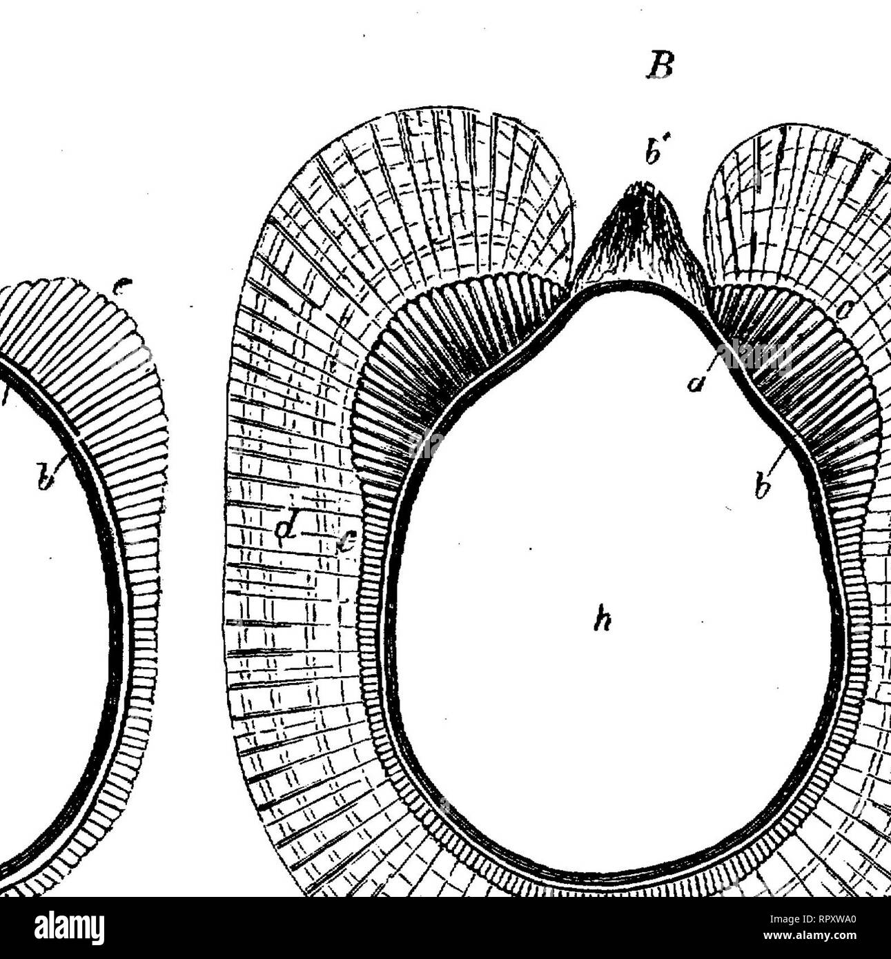 . Text-book of botany, morphological and physiological. Botany. 33 MORPHOLOGY OF THE CELL. whole, increasing by intussusception ; by subsequent internal differentiation, masses (shells) of layers are formed, differing in their chemical and physical properties; the outer firm cuticularised shell (exospore, extine) remains unchanged, and is thrown off as an envelope, while an inner mass of layers (endospore, intine) begins a new growth with the germination of the spores or the development of the pollen-tubes. A similar process occurs with many filamentous Algae (Rivularieae and Scytonemese), whe Stock Photo