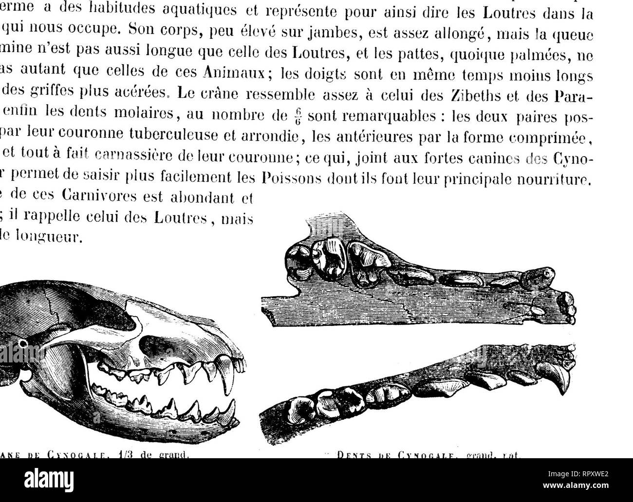 . Histoire naturelle des mammifères, avec l'indication de leurs moeurs, et de leurs rapports avec les arts, le commerce et l'agriculture;. Mammals. Téte du Cvnogalf, 1/3 'le grand, n'exister que dans l'île de Bornéo. De Blainville en a décrit le squelette dans son Ostéographw, et j'ai donné quelques nouveaux détails à son égard dans la zoologie du voyage de la Bonite.. 5CRICATE, i/t) de grand. (Voir P- U.) C y n o g .v le, i /G de grand. Genre GïVETTE (Viverra, Linné). Ce genre, tel qu'il est aujourd'hui circonscrit, a une bien moindre étendue que celle qu'il avait reçue de Linné. H ne compren Stock Photo