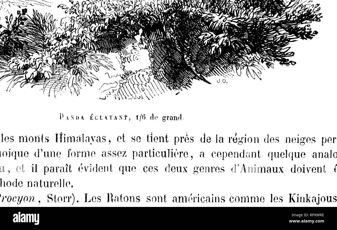 . Histoire naturelle des mammifères, avec l'indication de leurs moeurs, et de leurs rapports avec les arts, le commerce et l'agriculture;. Mammals. U a t o n c, r a m e tt , grar. à. n fit,. Raton laveur, 4/0 iIp grand,. Please note that these images are extracted from scanned page images that may have been digitally enhanced for readability - coloration and appearance of these illustrations may not perfectly resemble the original work.. Gervais, Paul, 1816-1879. Paris, L. Curmer Stock Photo