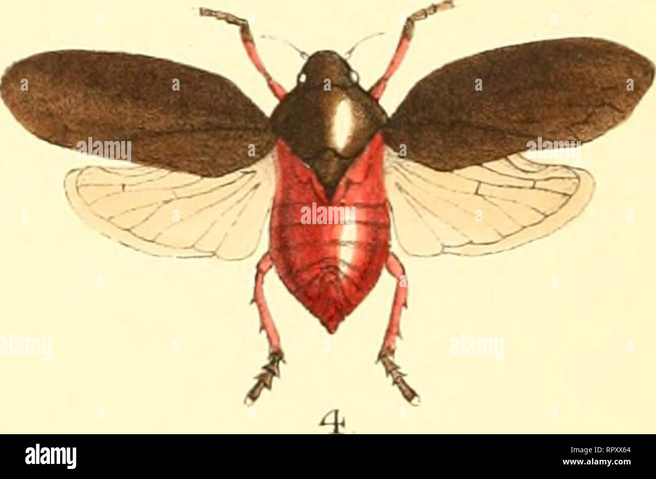 Tomaspis hi-res stock photography and images - Alamy