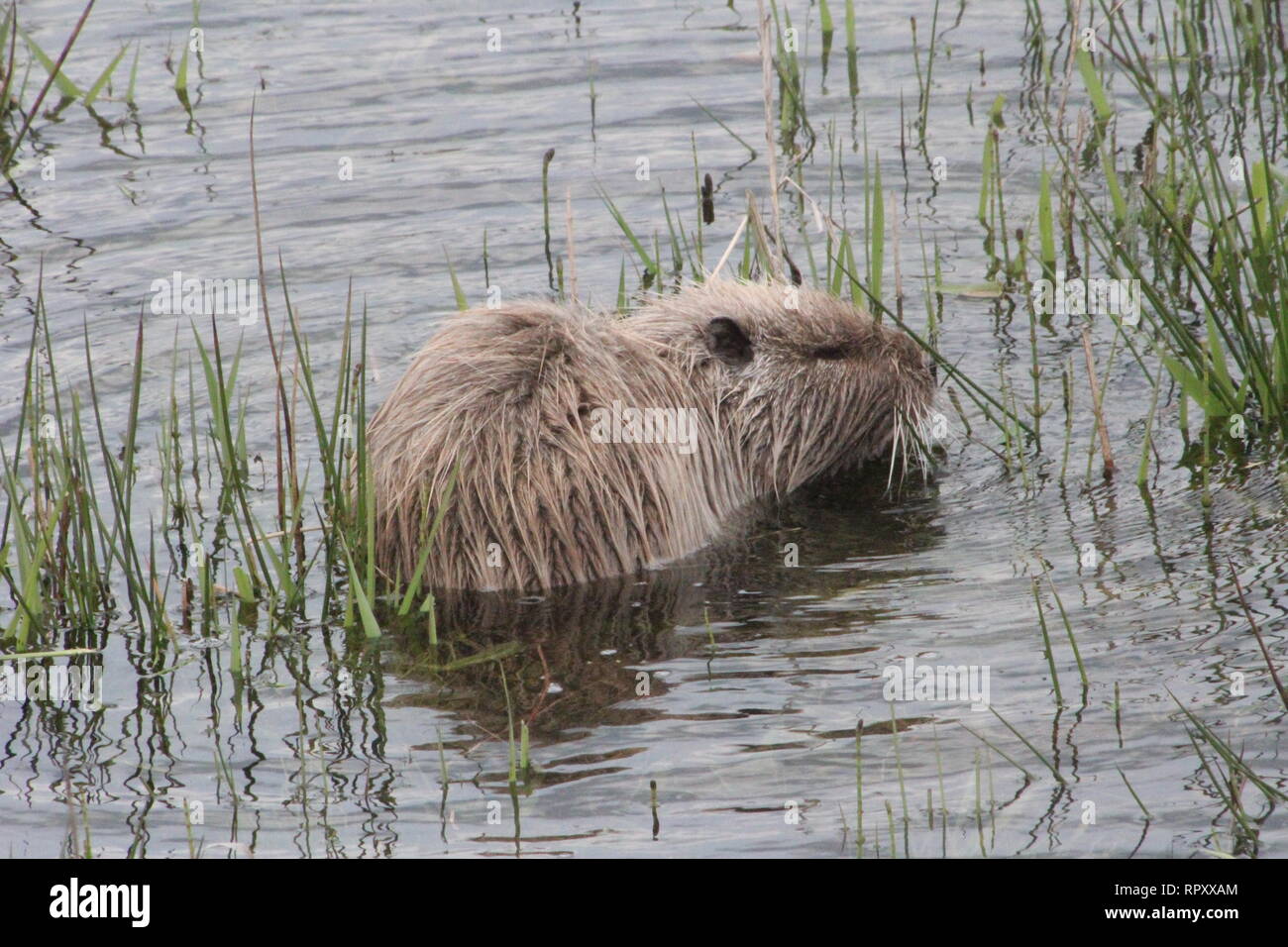 Coypu (Myocastor coypus), Rieselfelder near Muenster, Germany, Stock Photo