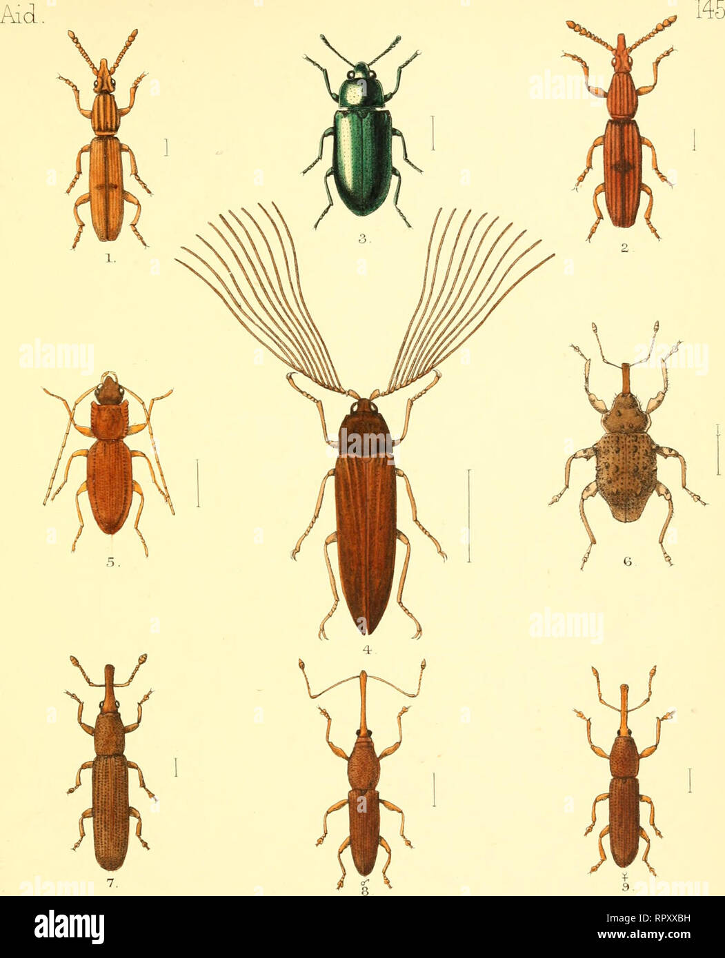. Aid to the identification of insects. Insects. 1. Higonius Power 1, LeMis,Joujnrh.Lmrb.Soo.XV]I.p883j.p233 Penang. 2. Higonius crux, OUjff,Jou.rrv.Lurv.SooJM,(1883),p.300- Andaman Is 3. ArLKopus Broura, S}imp,ErybMoMa^.m..n87ej,p.76. N.Zealand- 4. Callirhipis lorvgicormsWaleriwase., TrocnsErubSoo. (1877j,p385^ Andaman Is. 5. Brontes pleuralis, Sharp,£ntMoMa^Mjm77J,p270. N, Zealand &lt;6 Crisius vanegatu-s, BroujvMo(JbMZexxLColejopt,(1880Jp.60l N.Zealand. 7. Agnlochilusppolixus, BT'oujvJ^arv-IVZeal-Col&amp;opi,08.80),p£2l N Zealand, 8.9. Canthortynchus hdusfirvu7h,ManyMZ&amp;aZ. Coh£x^pt.,( Stock Photo
