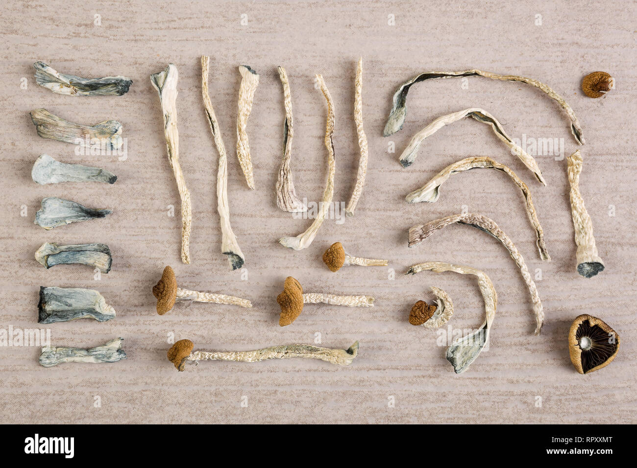 Dried magic mushrooms from above. Medicinal psychoactive shrooms. Stock Photo