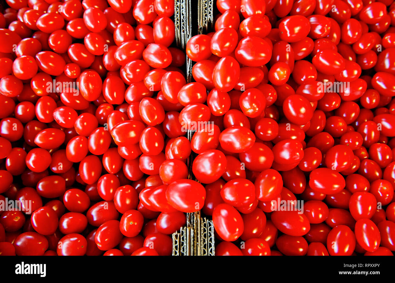 Close-up of many organic red ripe tomatoes in cartons for sale at a farmers outlet market near Vancouver, British Columbia, Canada Stock Photo