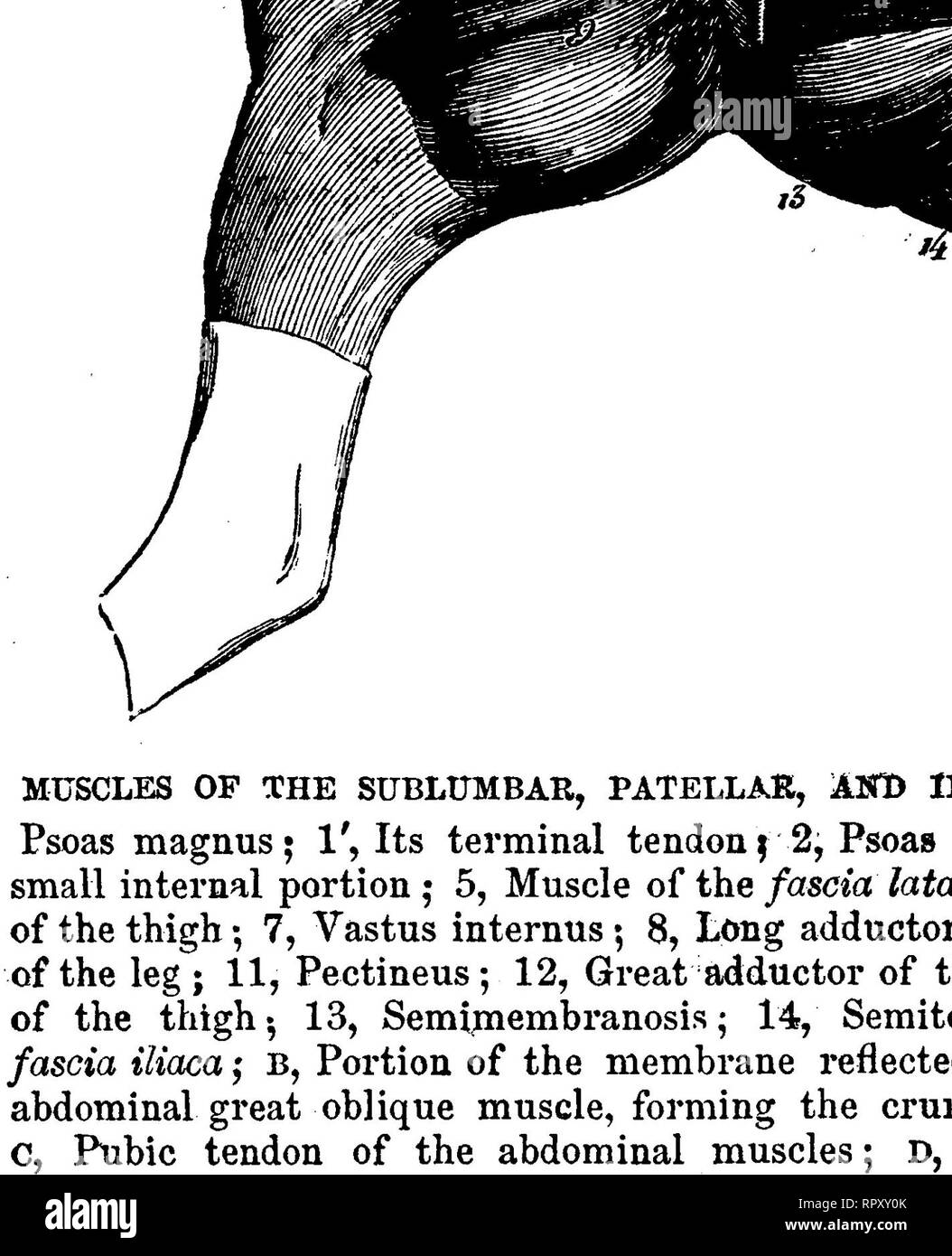 Anterior thigh muscles Black and White Stock Photos & Images Alamy