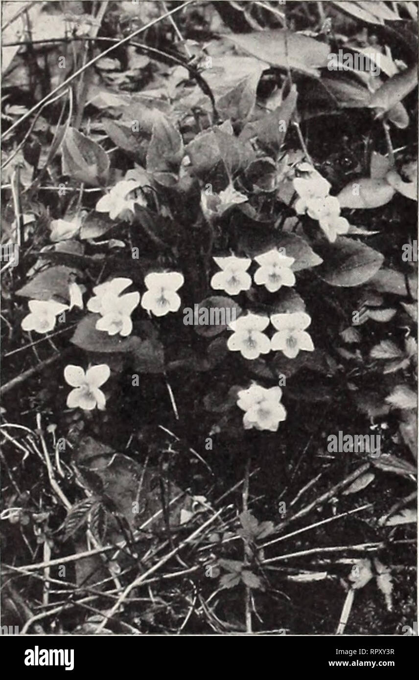 . Aiken's trees shrubs wildflowers ferns fruits plants herbs. Plants Vermont Catalogs; Ferns Vermont Catalogs; Shrubs Vermont Catalogs; Trees Vermont Catalogs; Wild flowers Vermont Catalogs; Nursery stock Vermont Catalogs; Horticulture Vermont Catalogs. TRADESCANTIA VIRGINICA—SPIDERWORT. CONFEDERATE VIOLET. Please note that these images are extracted from scanned page images that may have been digitally enhanced for readability - coloration and appearance of these illustrations may not perfectly resemble the original work.. Aiken Nurseries; Henry G. Gilbert Nursery and Seed Trade Catalog Colle Stock Photo