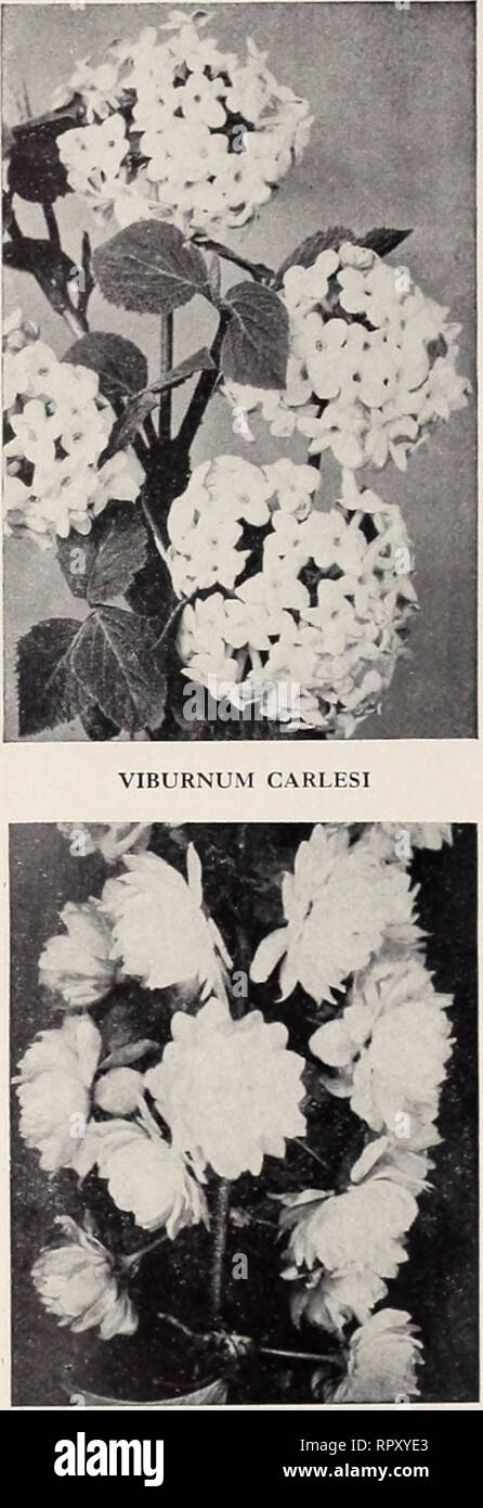 . Aiken's wildflowers ferns fruit trees berry plants herbs shrubs trees roses vines evergreens vegetables. Plants Vermont Catalogs; Trees Vermont Catalogs; Flowers Vermont Catalogs; Nursery stock Vermont Catalogs; Vegetables Vermont Catalogs; Horticulture Vermont Catalogs. Page 26 THE AIKEN NURSERIES. PUTNEY, VERMONT. PRUNUS TRILOBA (Double Flowering Plum) See Price Chart on page 3 if you are ROSEBAY RHODODENDRON. Rhododendron maximum. B&amp;B. 15-18 in. $2.00 each; 18-24 in. S2.50 each; 2-3 ft. $3.50 each. RHODORA, Rhodora canadensis. Lavender flow- ers before the leaves on this native azalea Stock Photo