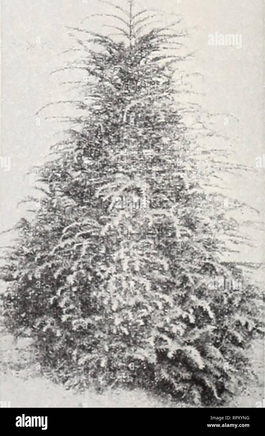 The Aiken Nurseries Putney Vermont Plants Vermont Catalogs Trees Vermont Catalogs Flowers Vermont Catalogs Nursery Stock Vermont Catalogs Horticulture Vermont Catalogs Globe Arbor Vitae Picea Colorado Green Spruce P Pungens This