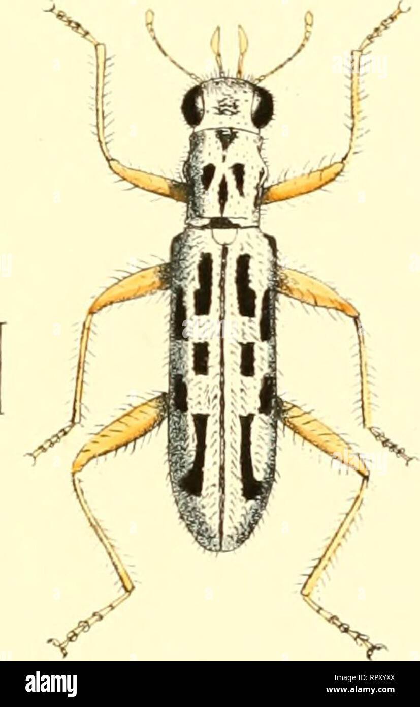 Philippine insects hi-res stock photography and images - Alamy