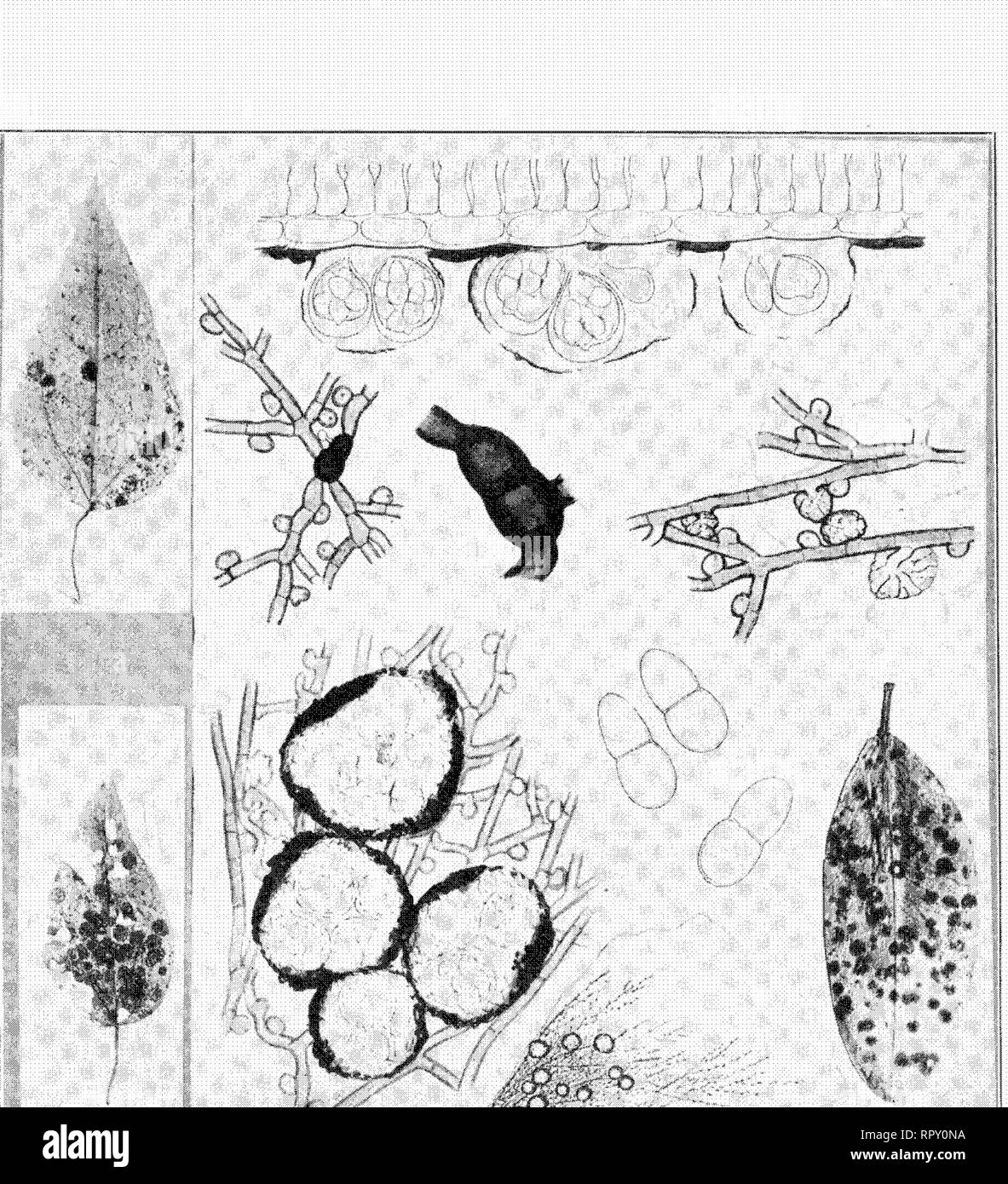 . Hawaiian Fungi. Fungi. . Please note that these images are extracted from scanned page images that may have been digitally enhanced for readability - coloration and appearance of these illustrations may not perfectly resemble the original work.. Stevens, Frank Lincoln, 1871-1934. Honolulu, Hawaii : The Museum Stock Photo