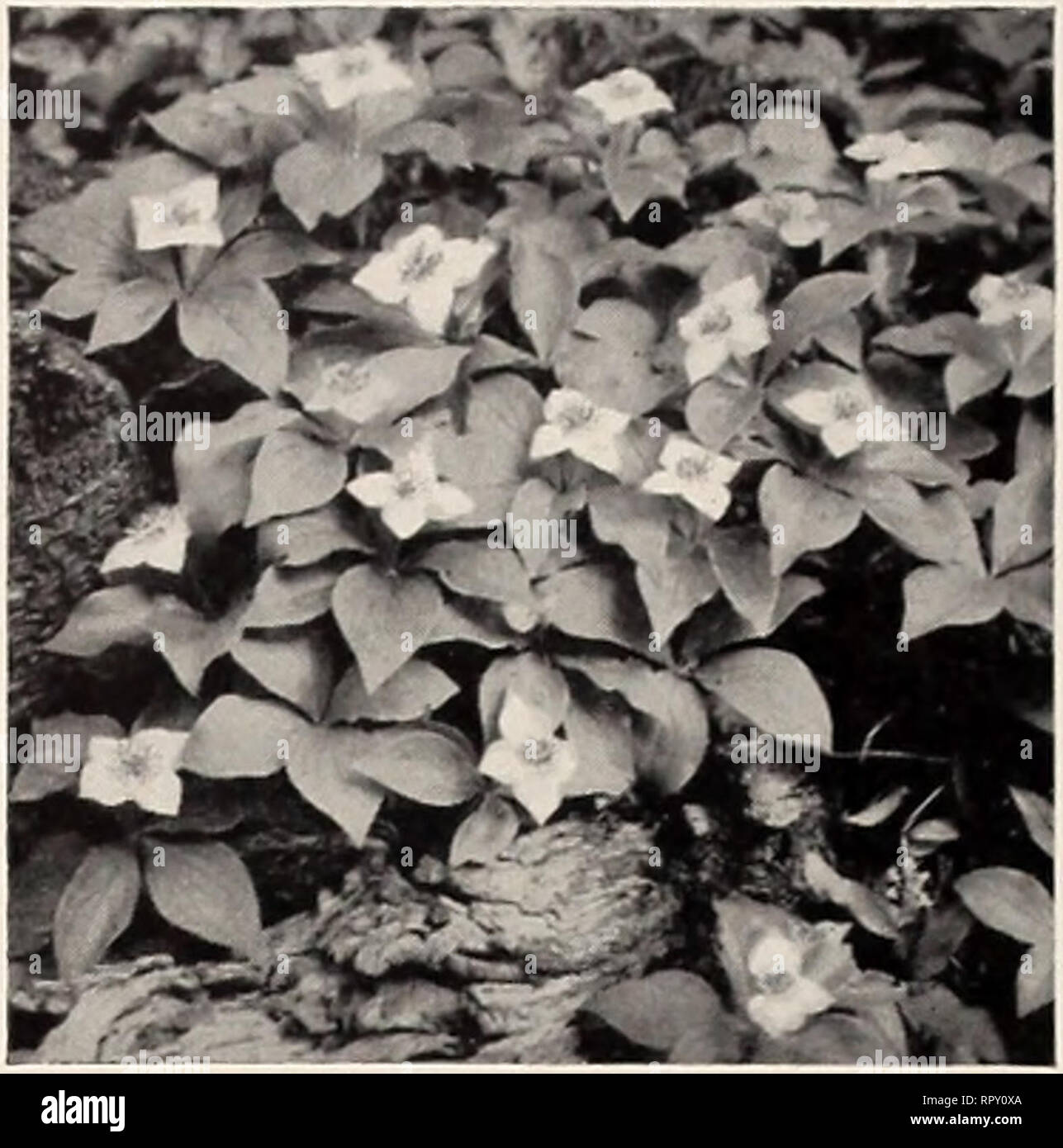 Page 10 Claytonia High Resolution Stock Photography And Images Alamy