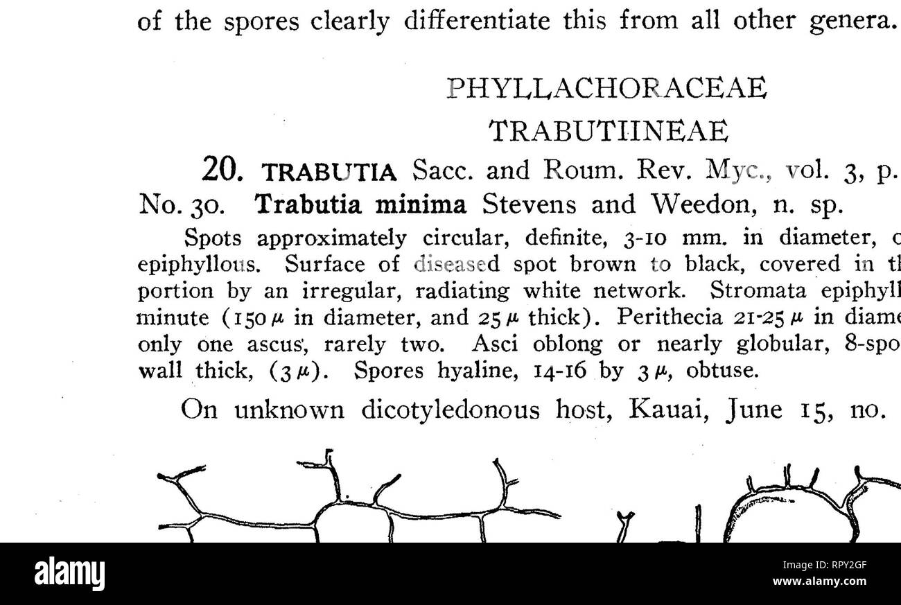 . Hawaiian Fungi. Fungi. Stevens—Hawaiian Fungi 19 21. ACTINODOTHIDOPSIS Stevens n. gen. Stroma clypeate, subcuticular, composed of narrow bands of pseudo-parenchy- matic structure (not radiate). Perithecia solitary, globular, ostiolate, upper part merging into the clypeus, lower part thin walled. Asci 8-spored, spores 1 to 3-celled, hyaline. Stromata epiphyllus, linear and irregularly arranged, about 150/* wide, composed of irregularly radiating threads. No. 31. Actinodothidopsis coprosmae Stevens n. sp. Stromata subcuticular, clypeate, consisting of a compact, black mycelial mass between the Stock Photo