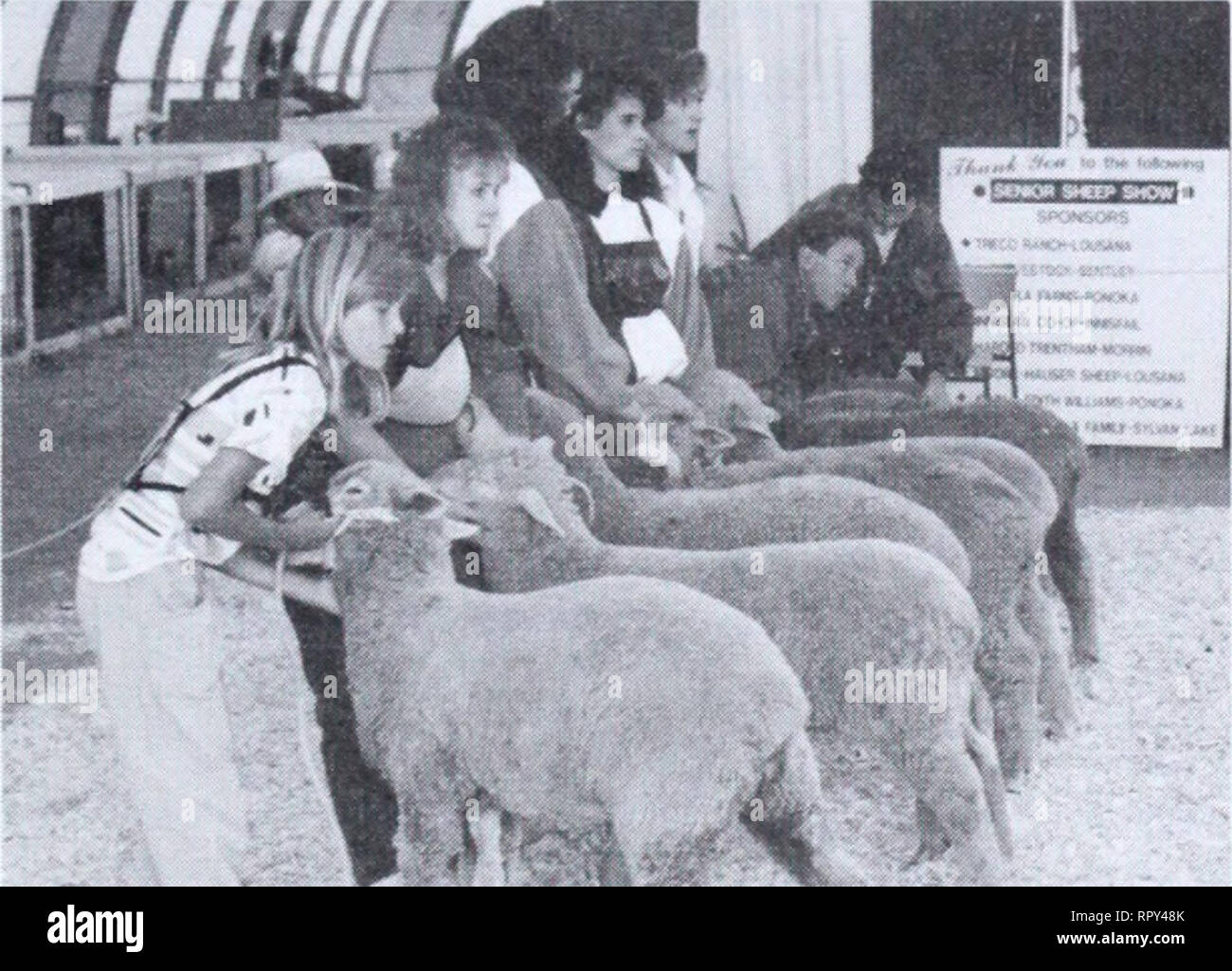 . Agri-news. Agriculture. August 6. 1990 For immediate release 4-H sheep clubs featured at showcase Sixteen Alberta 4-H sheep club members had a busy two days in Red Deer during Sheep Showcase'90. The members worked with 60 head of sheep in a variety of classes including trimming, judging, showmanship and conformation. Tina Young of the Crowfoot Beef and Sheep Club exhibited both the supreme champion market and wool ewes at the show. Along the way she garnered top spot in the yearling ewe class with her Dorset and wool yearling ewe with her Ramboulette. Young also earned first place in the int Stock Photo