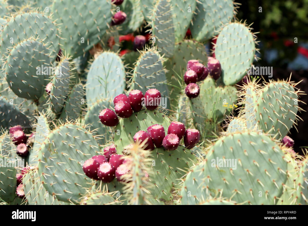 Many Barbary fig or Opuntia ficus-indica or Prickly pear or Indian fig opuntia or Cactus pear or Spineless cactus plants with multiple brown fruits Stock Photo