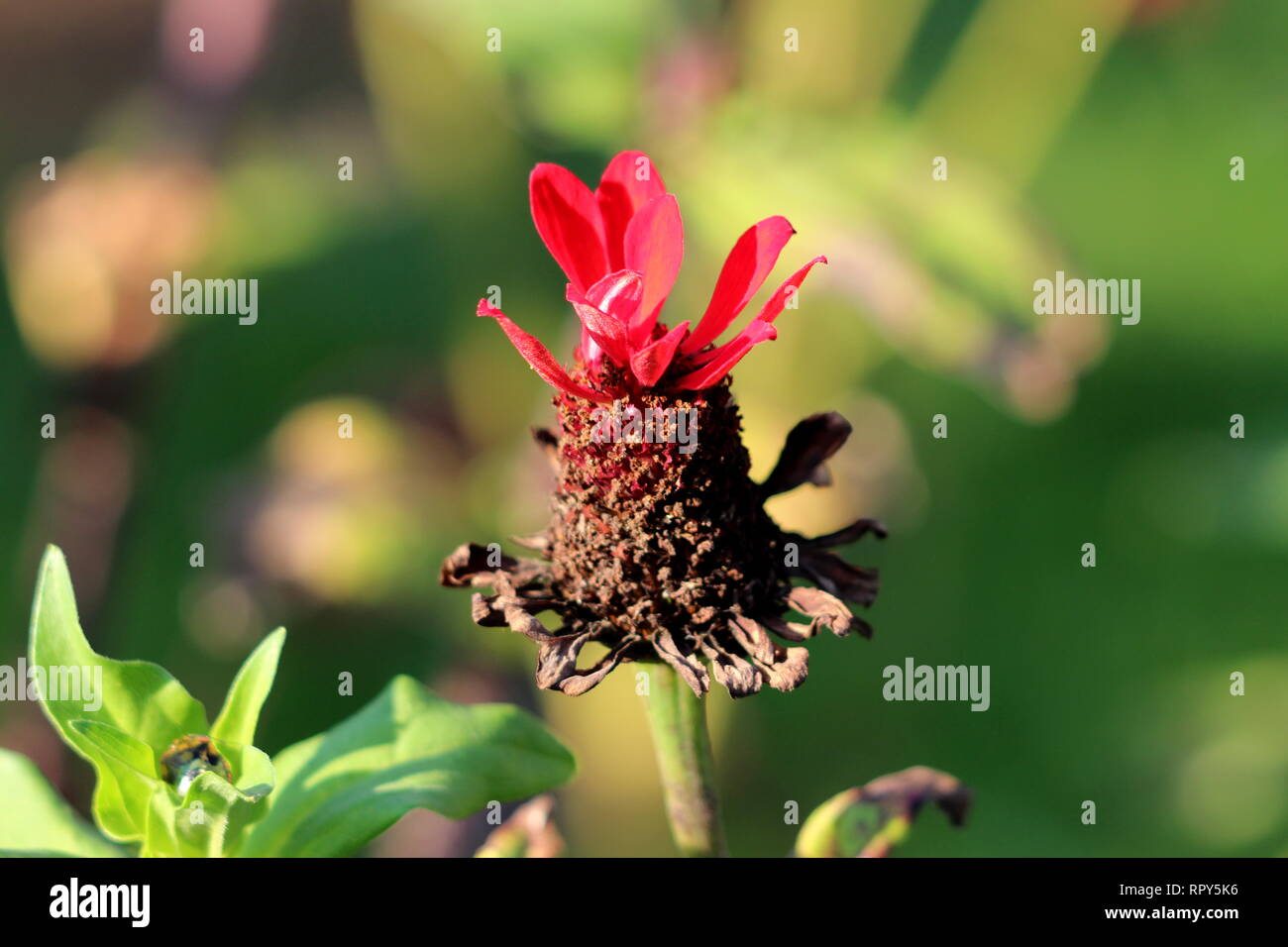 Old Zinnia plant with completely dried flower that has lost most of its beautiful multi layered petals surrounded with green leaves and other plants Stock Photo