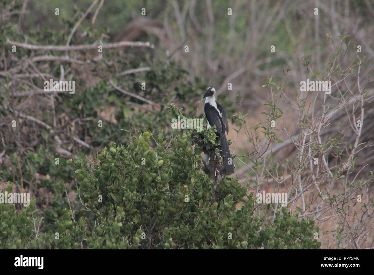 Von-der-Decken´s Hornbill (Tockus deckeni), Tsavo East National Park, Kenya Stock Photo
