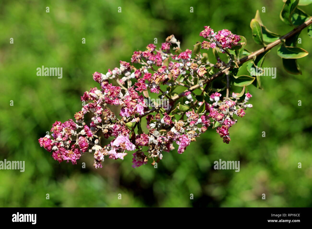 Single branch of Crepe Myrtle or Lagerstroemia indica or Crape myrtle or Crepeflower deciduous