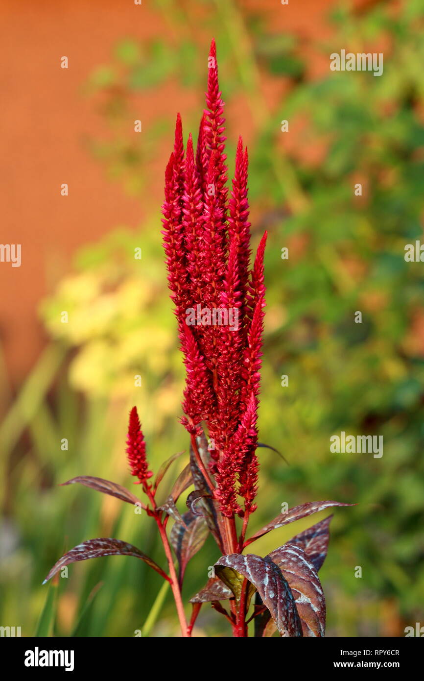 Single bunch of Amaranth or Amaranthus cosmopolitan annual plant