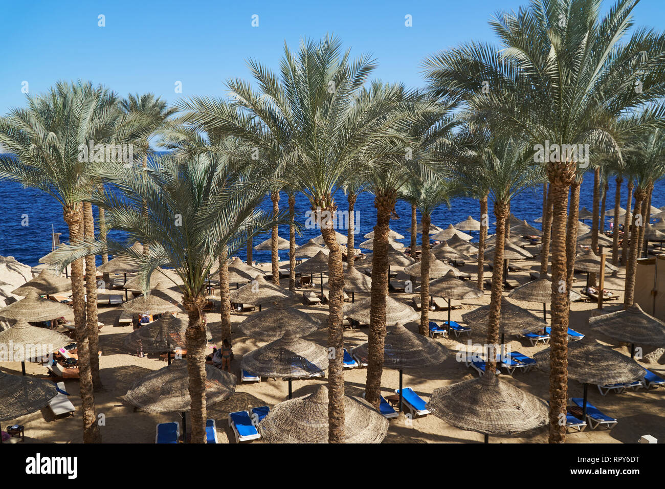 Summer chaise lounges under an umbrella on sandy sea beach and palms in hotel Egypt, Sharm el Sheikh, concept time to travel Stock Photo