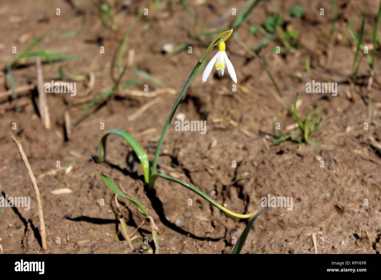 Snowdrop or Galanthus bulbous perennial herbaceous plant with two linear leaves and a single small white drooping bell shaped flower with six petals Stock Photo