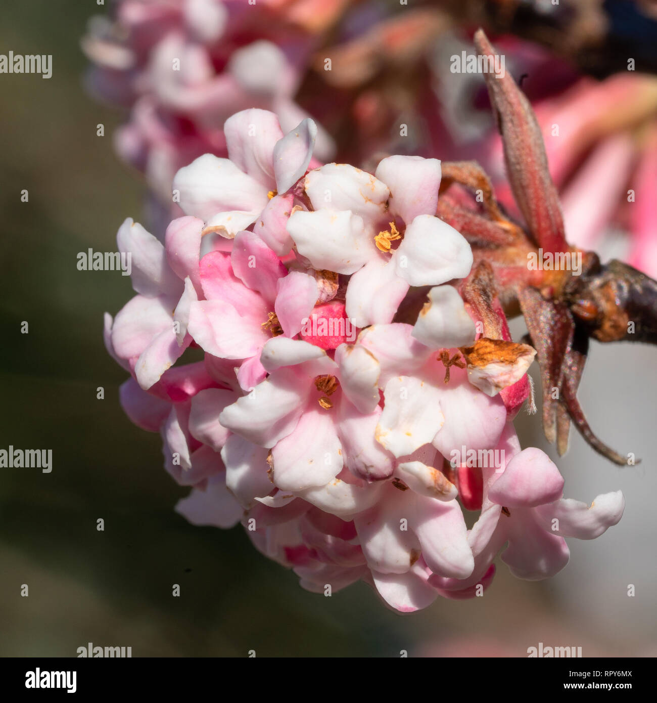 Viburnum Farreri Stock Photos Viburnum Farreri Stock Images Alamy