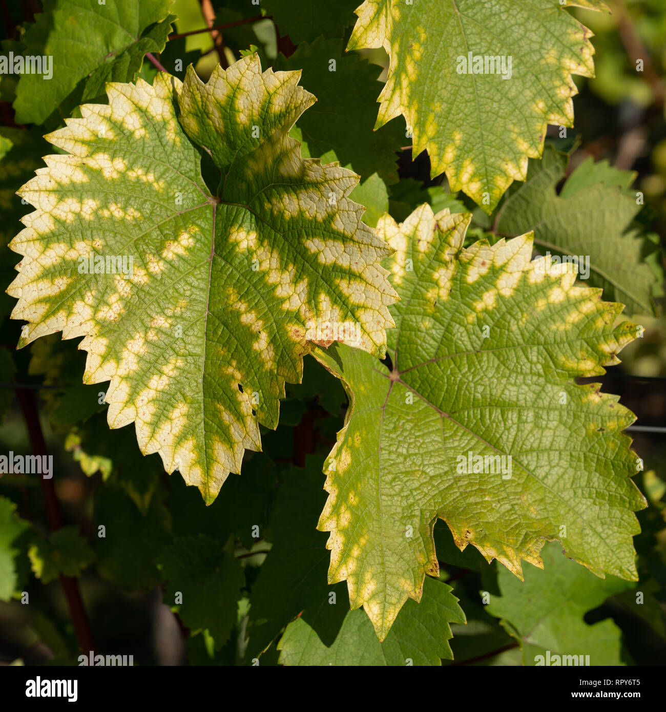 Vine leafs with autumnal colours Stock Photo
