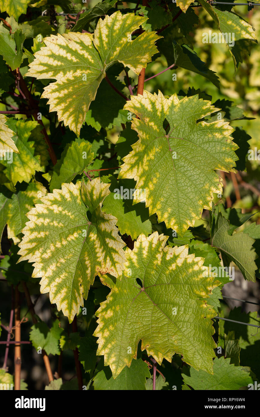 Vine leafs with autumnal colours Stock Photo