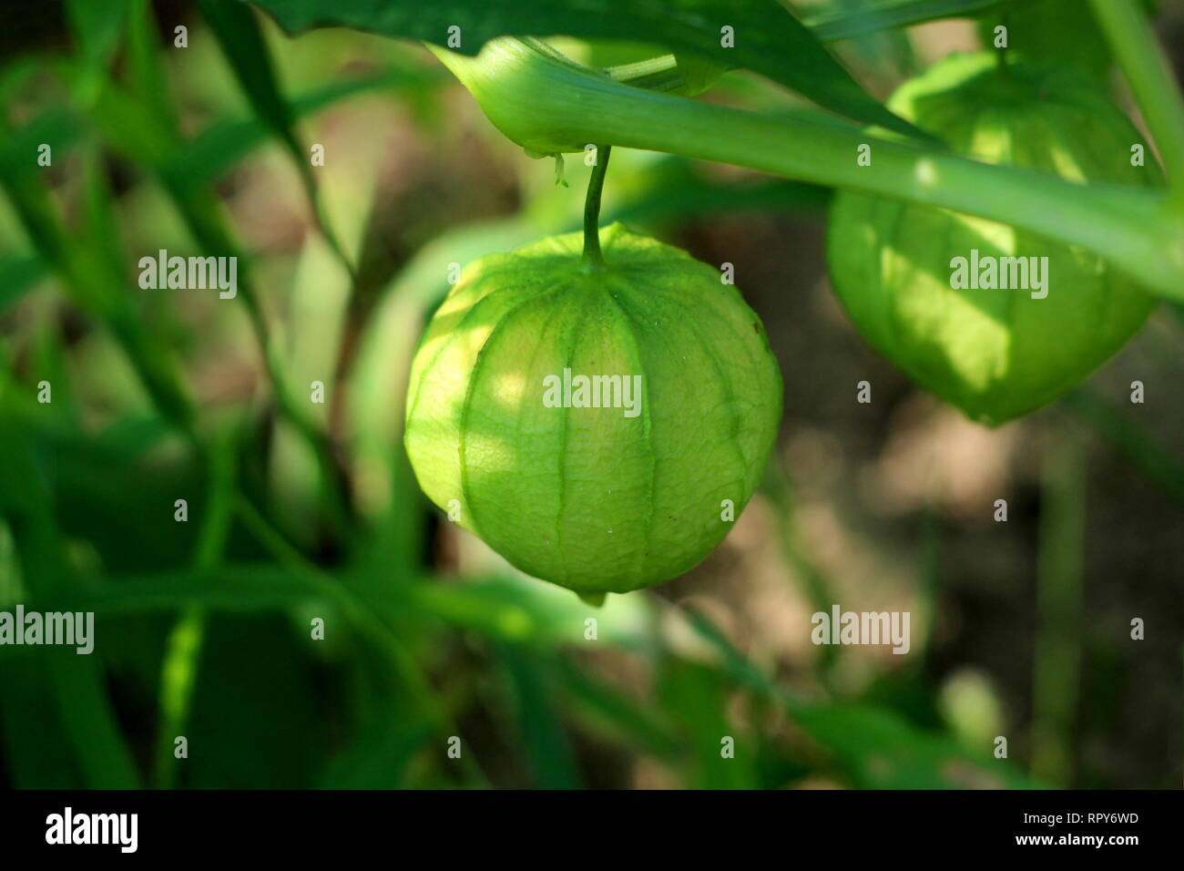 Tomatillo or Physalis philadelphica or Physalis ixocarpa or Mexican husk tomato plant with small spherical light green fruit growing in local garden Stock Photo
