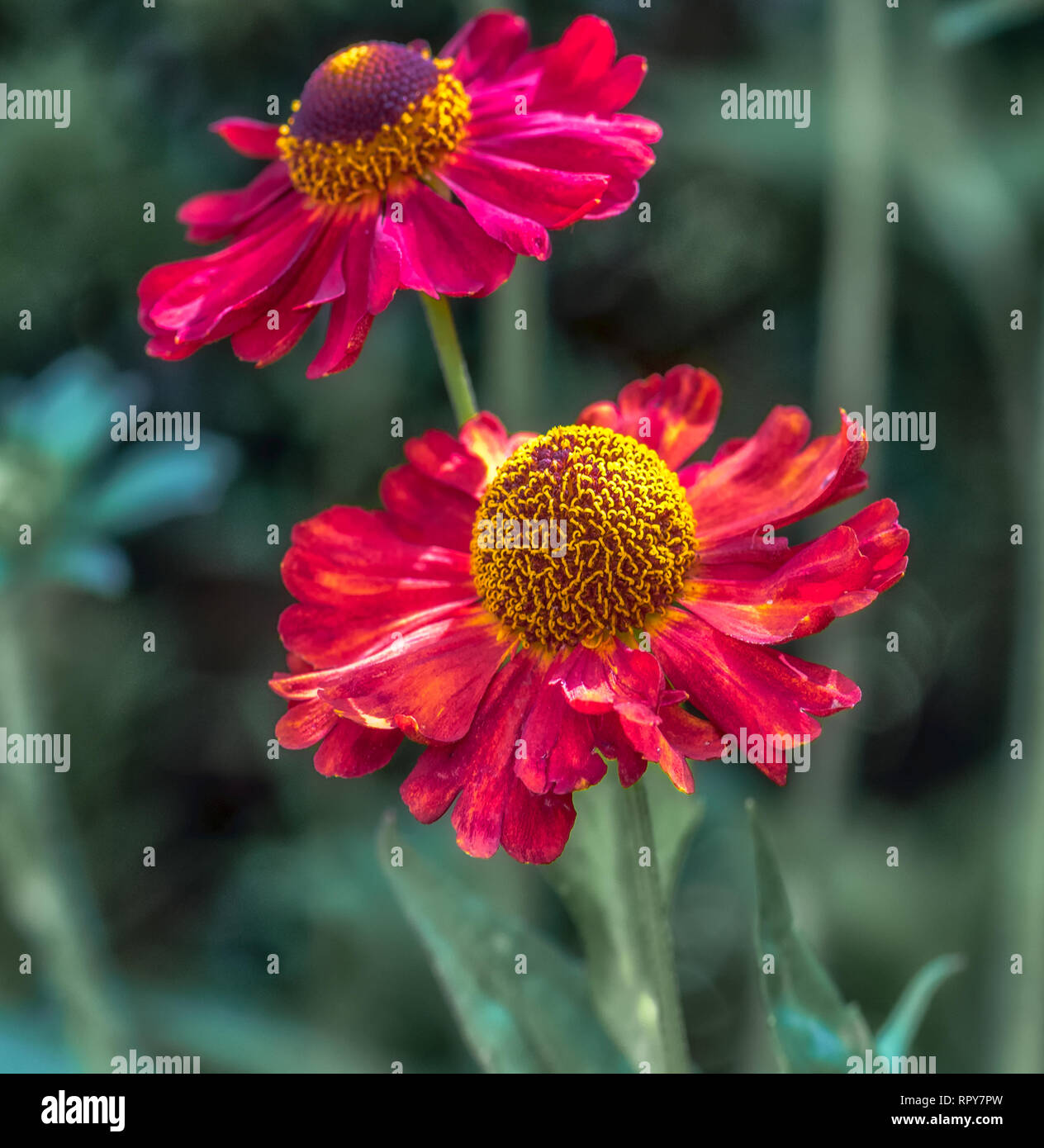 Natural floral bright colorful outdoor macro of a pair of isolated wide open yellow red helenium / bride of the sun blossoms with blurred green back Stock Photo