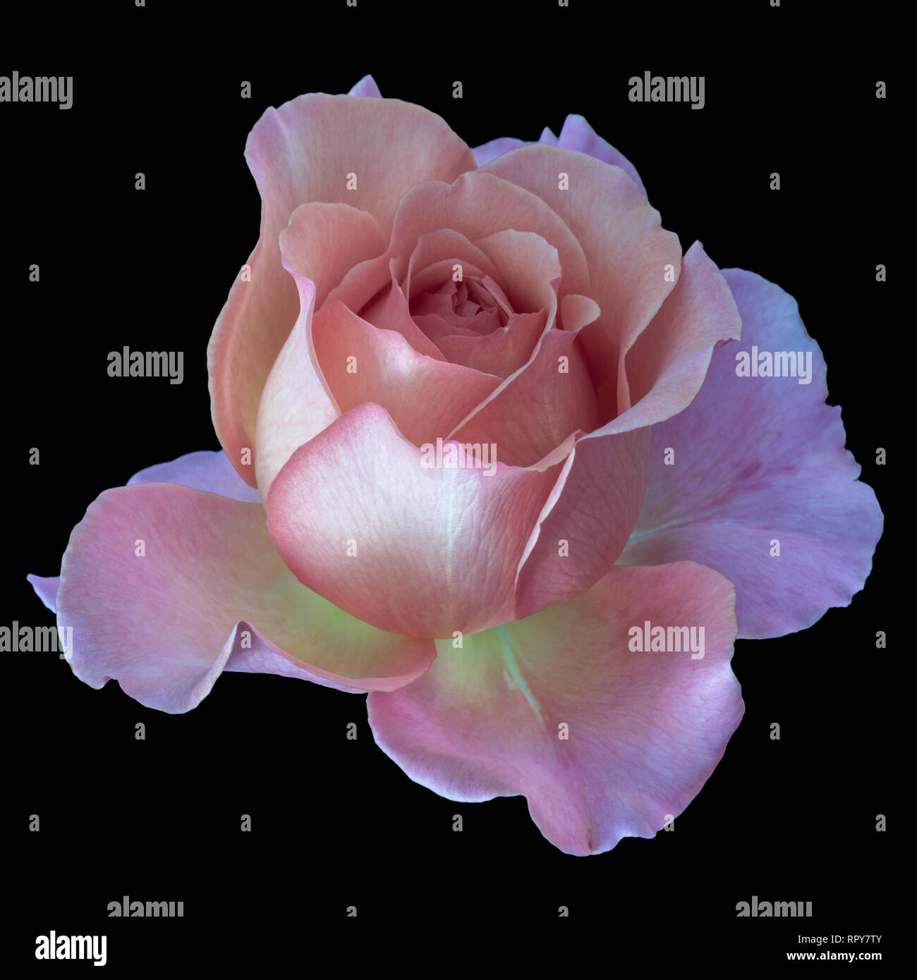 Pastel Color Fine Art Still Life Floral Macro Of A Single Isolated