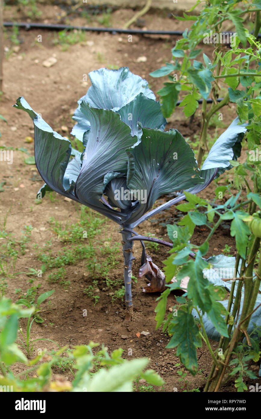 Young Cabbage Or Headed Cabbage Leafy Green Annual Vegetable Crop Young Cabbage Or Headed Cabbage Leafy Green Annual Vegetable Crop