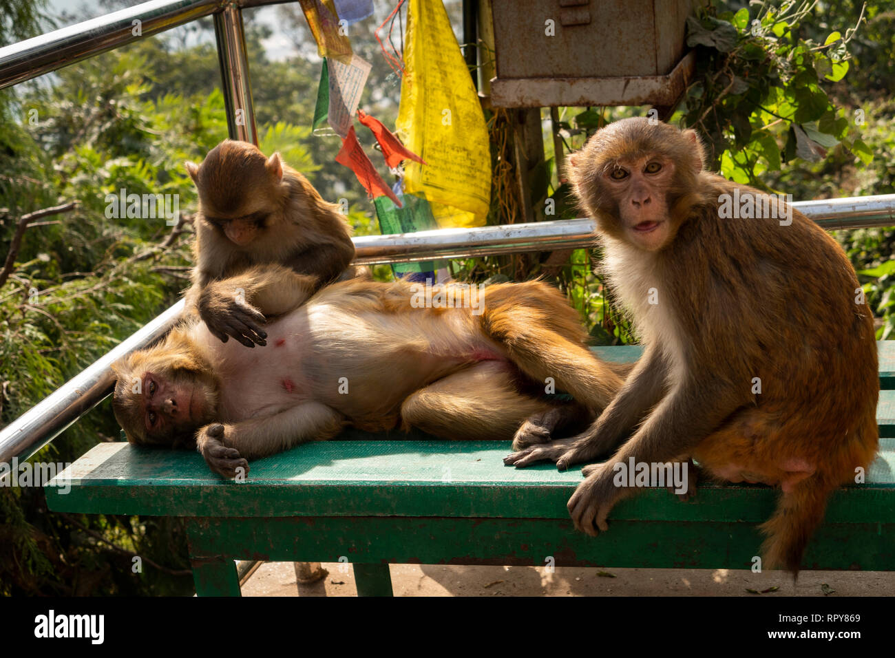Nepal, Kathmandu, Swayambhunath Temple, macaque, monkeys grooming on steps to stupa Stock Photo