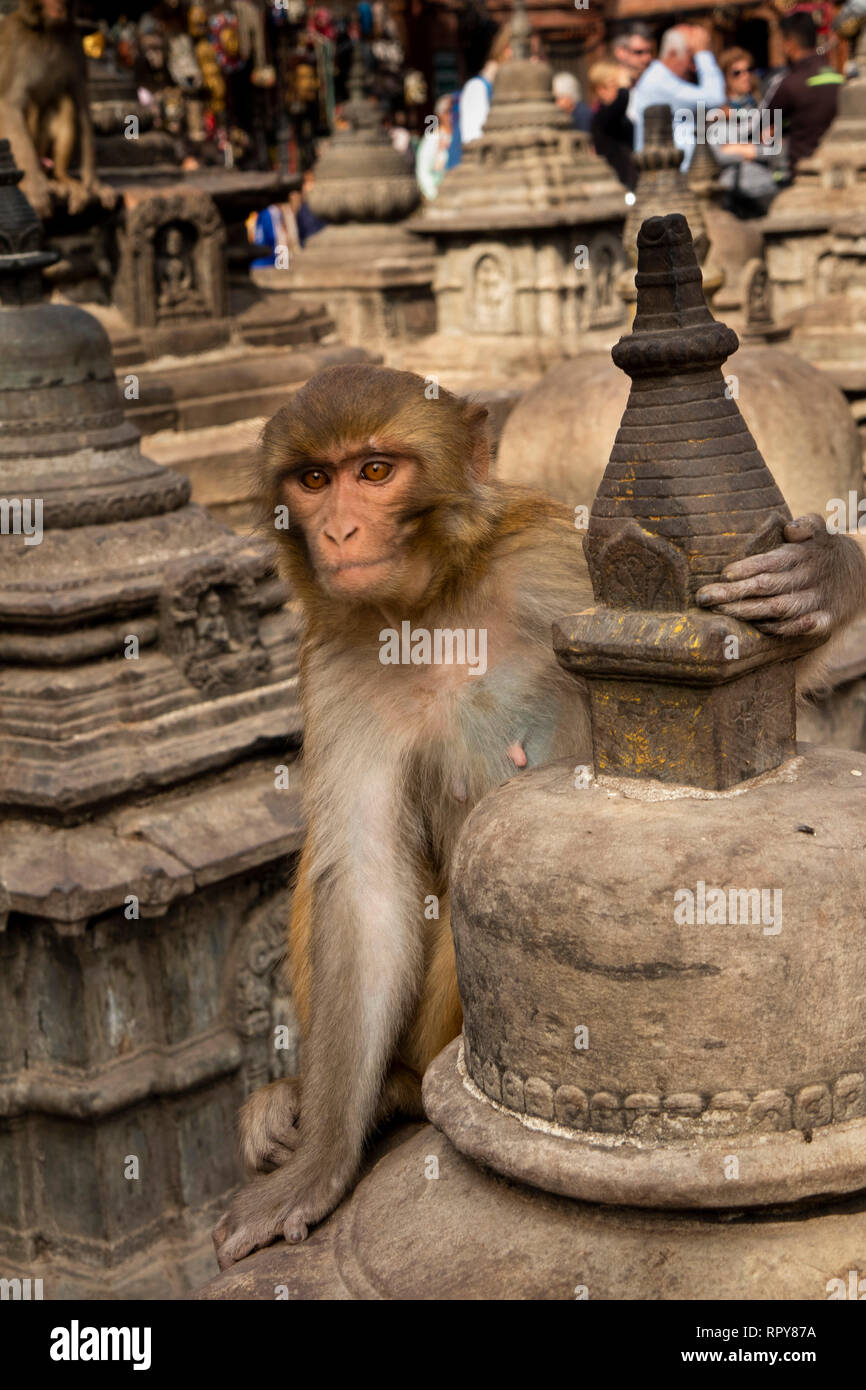Nepal, Kathmandu, Swayambhunath Temple, rhesus macaque monkey on stupas around main temple Stock Photo