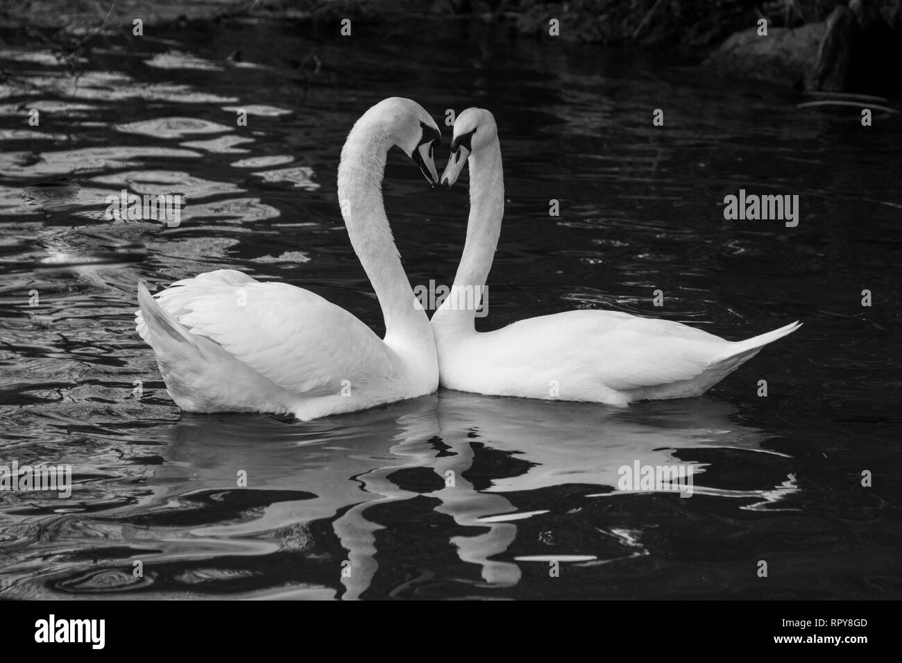pair of beautiful white swans with elegant necks forming a heart shape in black and white Stock Photo