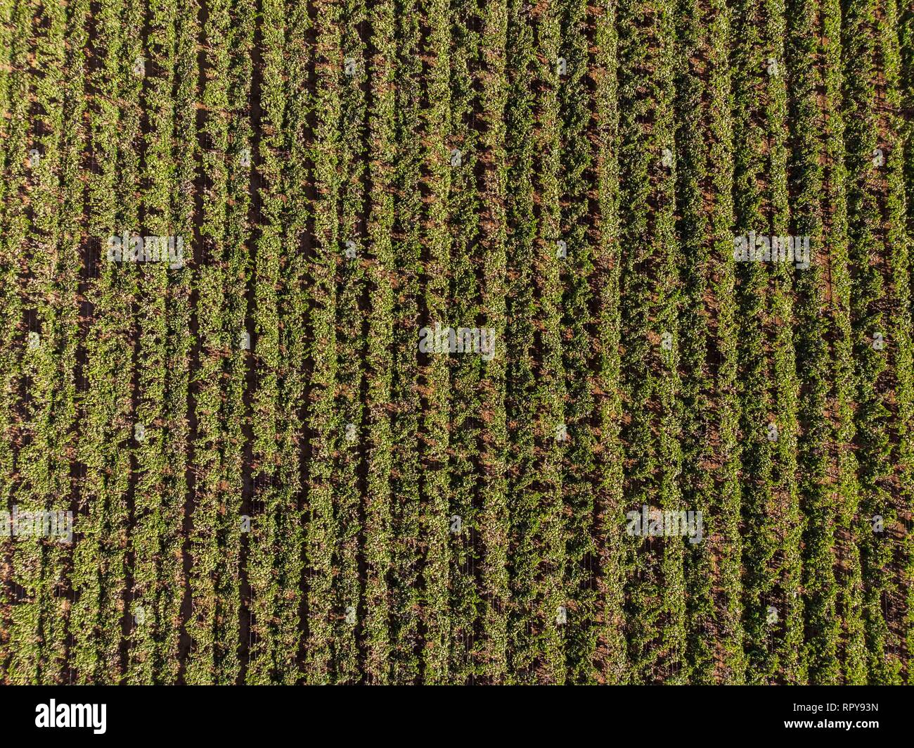 Siembra de cultivos hi-res stock photography and images - Alamy