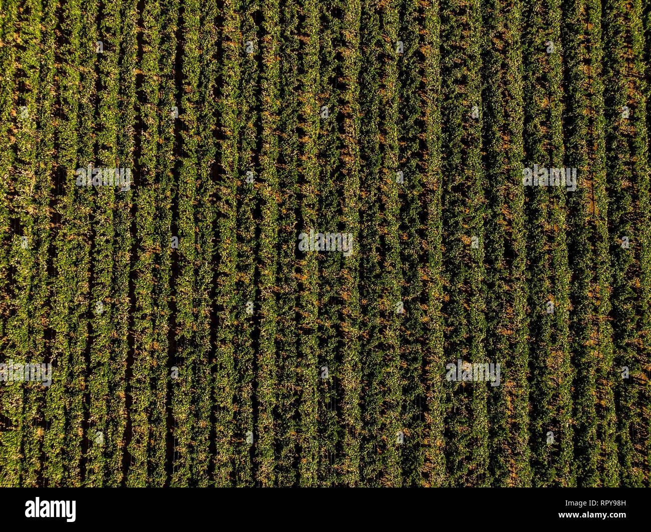 Cultivo de siembra hi-res stock photography and images - Alamy
