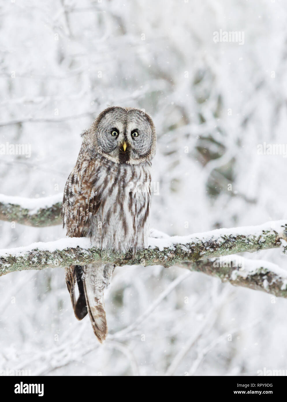Close up of Great Grey Owl (Strix nebulosa) perched in a tree, winter in Finland. Stock Photo