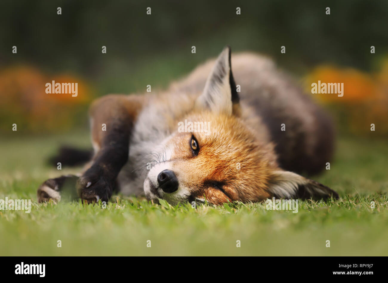 Close up of a Red fox lying on the grass, UK. Stock Photo
