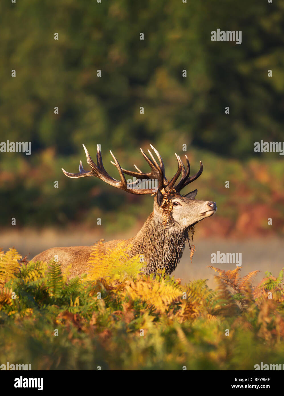 Close up of a Red deer stag with vegetation on antlers during rutting season in autumn, UK. Stock Photo