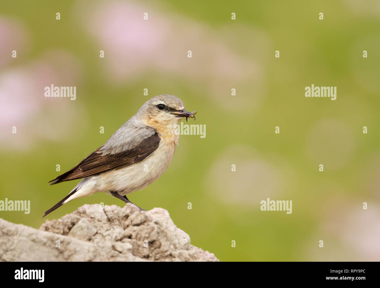 Close up of a Northern wheatear in the meadow against colorful background, UK. Stock Photo