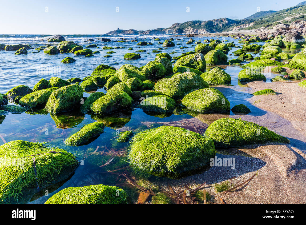 Colorful stones covered with algea at the coast of Sardinia island in  Italy Stock Photo