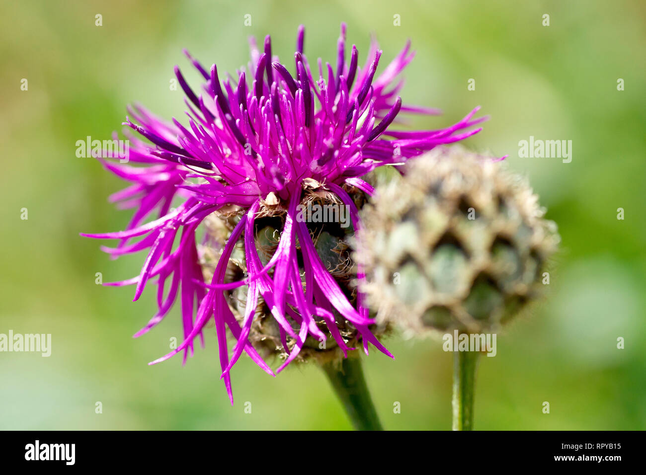 Greater Knapweed (centaurea scabiosa), close up of a single flower with bud. Stock Photo
