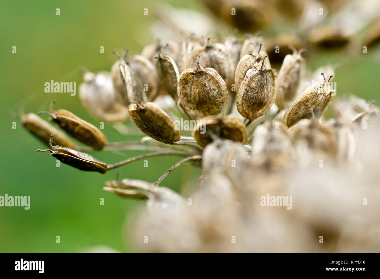Hogweed or Cow Parsnip (heracleum sphondylium), close up of a group of seed pods beginning to split open and release their seeds. Stock Photo