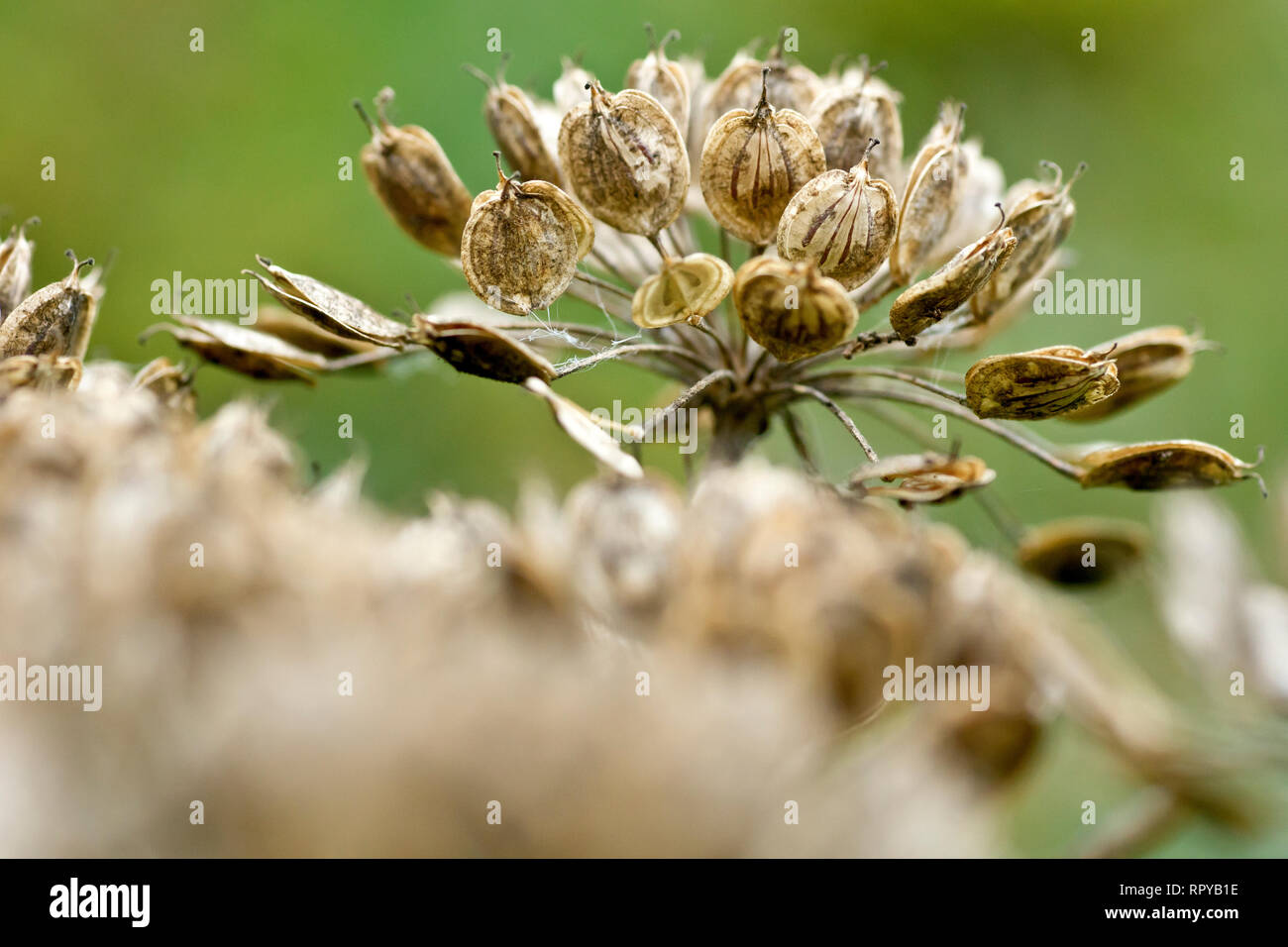 Hogweed or Cow Parsnip (heracleum sphondylium), close up of a group of seed pods beginning to split open and release their seeds. Stock Photo