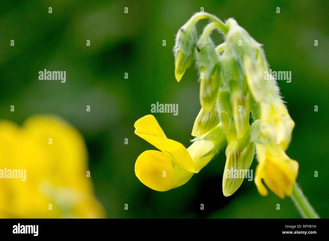 Meadow Vetchling (lathyrus pratensis), close up of a solitary flower head just beginning to flower. Stock Photo