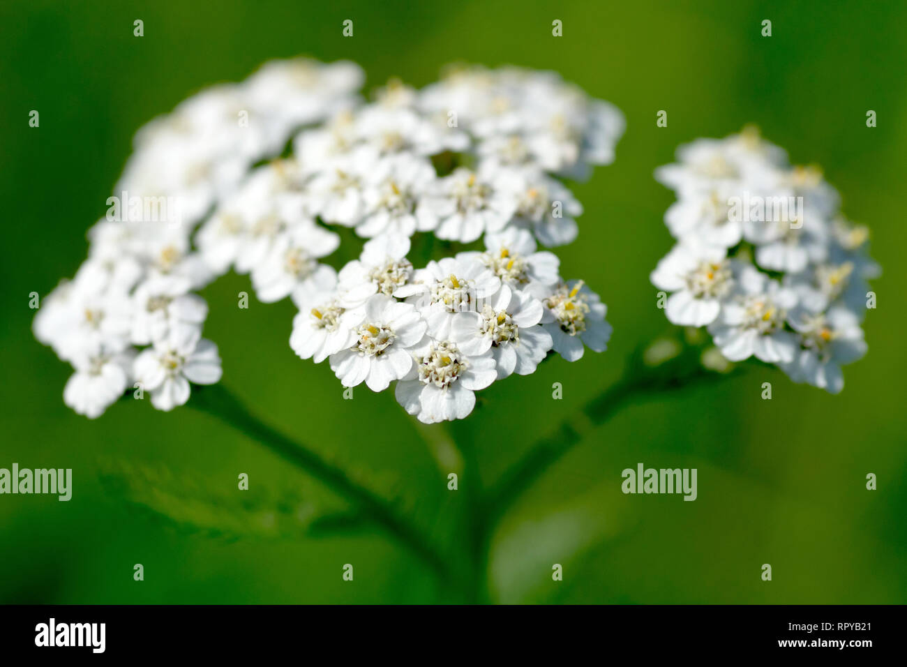 Yarrow or Milfoil (achillea millefolium), close up of the white variety of the flower with low depth of field. Stock Photo
